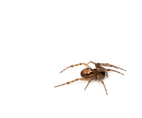 Close Up of a Defensive Long Legged Arachnid Spider on a White Background