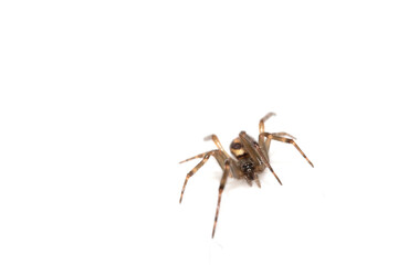 Close Up of a Defensive Long Legged Arachnid Spider on a White Background
