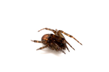 Close Up of a Defensive Long Legged Arachnid Spider on a White Background