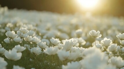 Sunlight Illuminating a Field of White Flowers During Golden Hour at Dusk