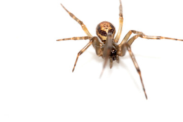 Close Up of a Defensive Long Legged Arachnid Spider on a White Background