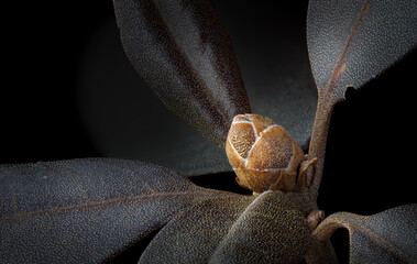 Flower bud and leaves of dwarf purple rhododendron (Rhododendron impeditum, in winter.