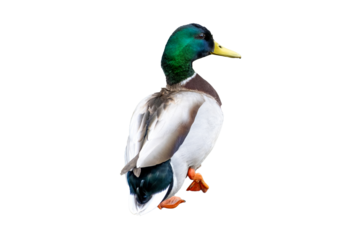 male duck Anas platyrhynchos on the water