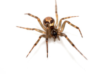 Close Up of a Defensive Long Legged Arachnid Spider on a White Background