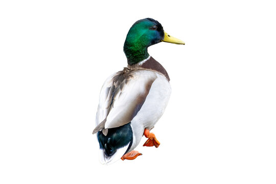 male duck Anas platyrhynchos on the water