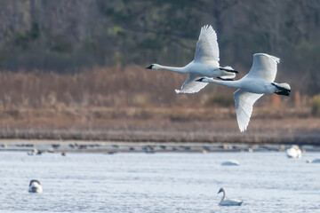 Tundra swans in flight