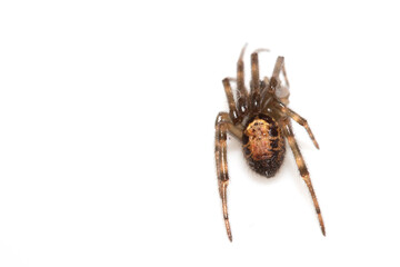 Close Up of a Defensive Long Legged Arachnid Spider on a White Background