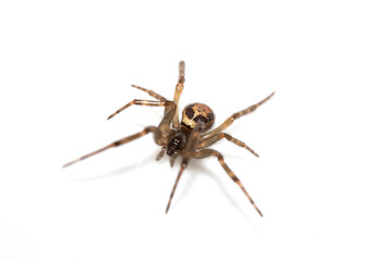 Close Up of a Defensive Long Legged Arachnid Spider on a White Background