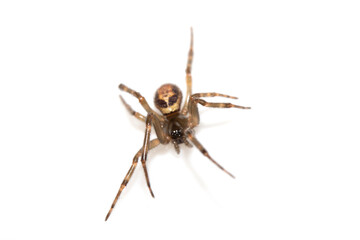 Close Up of a Defensive Long Legged Arachnid Spider on a White Background