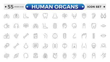 Human Organs outline icon, Organs, anatomy flat line icons set. Human bones, stomach, brain, heart, bladder, and nervous system vector illustrations. Editable stroke outline icon.