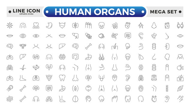 Human Organs outline icon, Organs, anatomy flat line icons set. Human bones, stomach, brain, heart, bladder, and nervous system vector illustrations. Editable stroke outline icon.