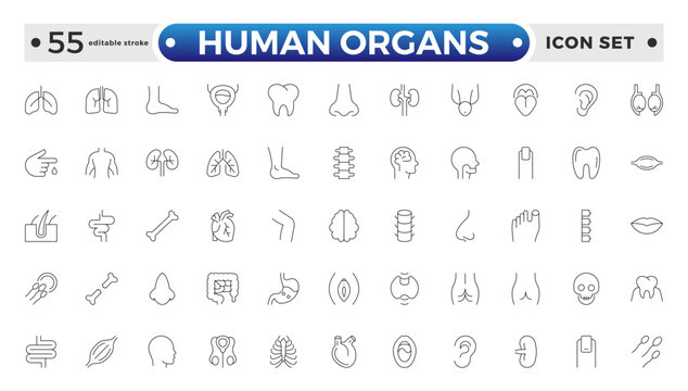Human Organs outline icon, Organs, anatomy flat line icons set. Human bones, stomach, brain, heart, bladder, and nervous system vector illustrations. Editable stroke outline icon.