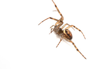 Close Up of a Defensive Long Legged Arachnid Spider on a White Background