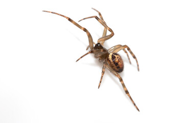 Close Up of a Defensive Long Legged Arachnid Spider on a White Background