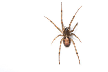 Close Up of a Defensive Long Legged Arachnid Spider on a White Background