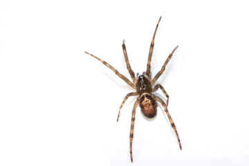 Close Up of a Defensive Long Legged Arachnid Spider on a White Background