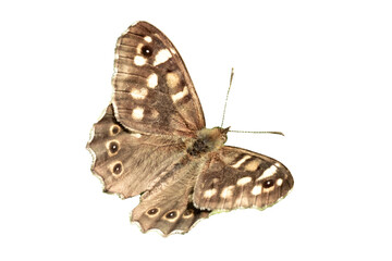 butterfly basks on green leaves