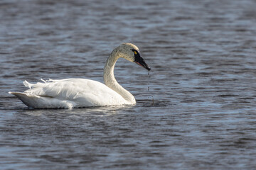 Tundra swan on a pond