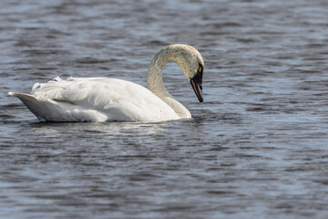 Tundra swan on a pond