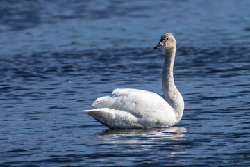Tundra swan on a pond