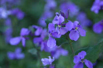 野原一面紫色の花畑