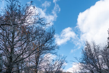 晴れた冬の青空　枯れ木が描く美しい風景　滋賀県大津市皇子が丘公園