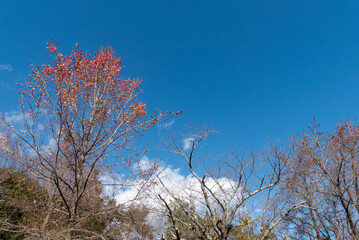 晴れた冬の青空　枯れ木が描く美しい風景　滋賀県大津市皇子が丘公園