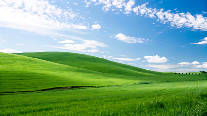 Fototapeta premium landscape with green grass and blue sky