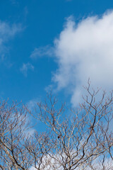 晴れた冬の青空　枯れ木が描く美しい風景　滋賀県大津市皇子が丘公園