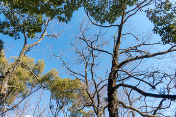 晴れた冬の青空　枯れ木が描く美しい風景　滋賀県大津市皇子が丘公園