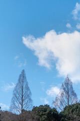 Obraz premium 晴れた冬の青空 枯れ木が描く美しい風景 滋賀県大津市皇子が丘公園