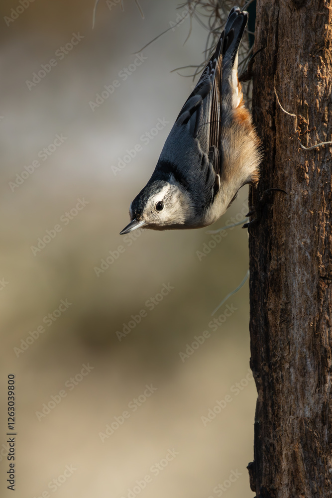 Poster Nuthatch