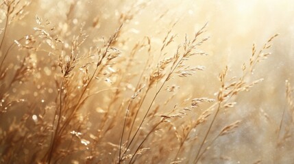 Fototapeta premium Golden Meadow Close-Up of Dried Grasses in Warm Sunlight