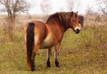 Obraz premium A wild brown Exmoor pony horse stands in a grassy meadow surrounded by trees, capturing the beauty of natures tranquility and the free spirit of the outdoors.