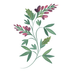 Field grass for cattle feeding. Purple alfalfa. Green twig with pink flowers. Watercolor isolated illustration.