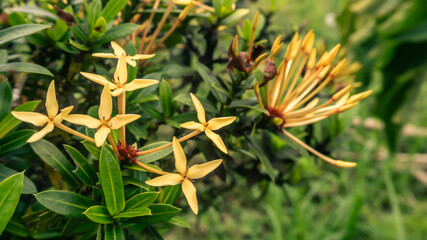 Fotografía de flores pequeñas ixora coralillo amarillas