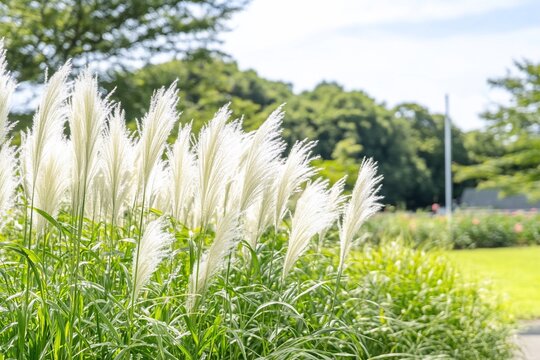 Pampas grass blowing in sun, outdoors, on a green meadow in a scenic park