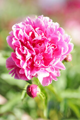 Close up image of beautiful pink peony flower