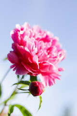 Close up image of beautiful pink peony flower
