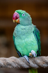 Portrait of parrot Alexandrine Parakeet.