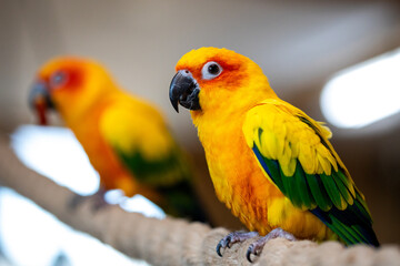 Two Parrots Sun Parakeets (Aratinga solstitialis)
