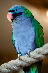 Portrait of parrot Plum-headed Parakeet (Psittacula cyanocephala)