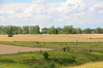Obraz premium a wheat field with some trees under cloudy sky