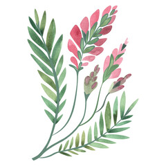 Field grass for cattle feeding. Sainfoin. Green twig with pink flowers. Watercolor isolated illustration.