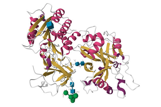 Structure of human complement factor B. 3D cartoon model, secondary structure color scheme, pdb 2ok5