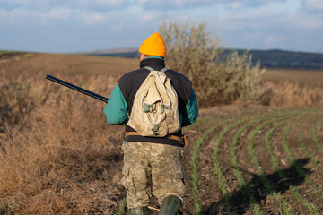 Mature hunter man holding a shotgun and walking through a field