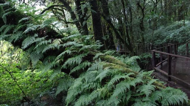 Moss and ferns cover the rainforest floor on the ground. tree trunk and natural logs throughout the year.