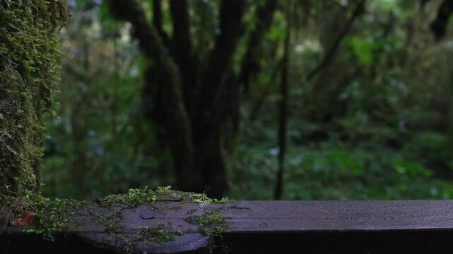 Moss and ferns cover the rainforest floor on the ground. tree trunk and natural logs throughout the year.