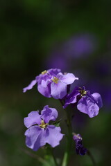 野原一面紫色の花畑