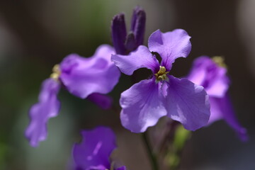 野原一面紫色の花畑